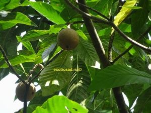 ����� ������ �� �����