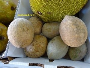 ������ ������������ �������