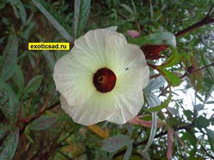 ������ �������