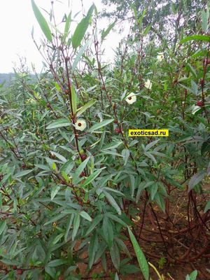 ���� �������