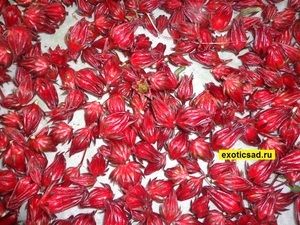 ������ ��������� ����