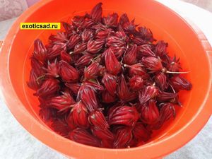 ������ �������