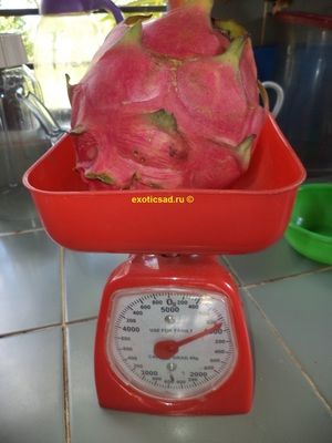 ��� ����� ��������