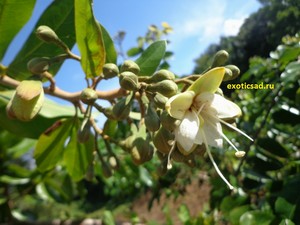 �������� �����