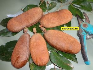 ������ �����