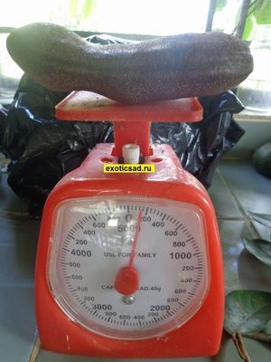 ��� ���� �����