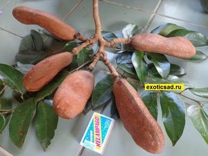 ���� �����