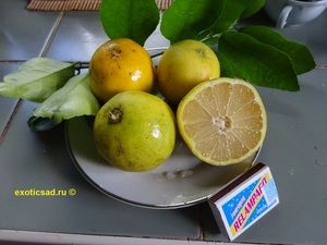 ���� �������