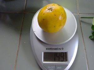 ���� ������� - ��� �����