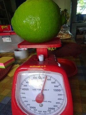 ���� �����