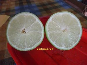 ���� ����� � �������