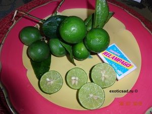 ���� ������������