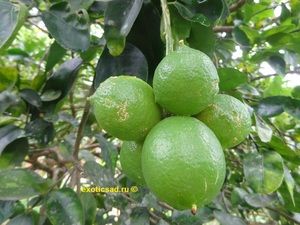 ������ ����������� �����