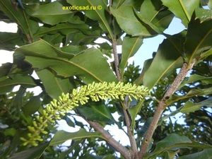 ������ ���������