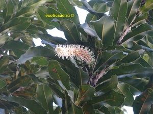 ����� ���������