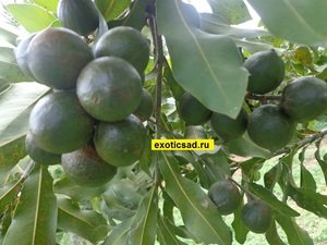 ����� ���������