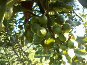 ����� ������ ���������