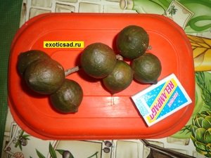 ����� ���������