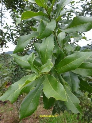 ����� ���������