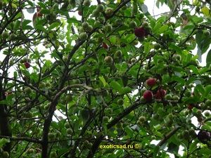 ������������ ���������