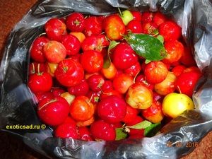 ����� ���������