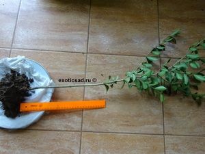 ������� ���������