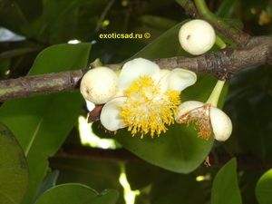 ������ ������ ������������