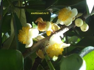 ����� ������ ������������