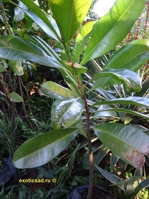 ������� ������