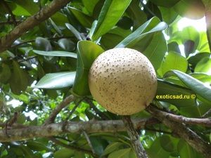 ������� ���� ������ ������������