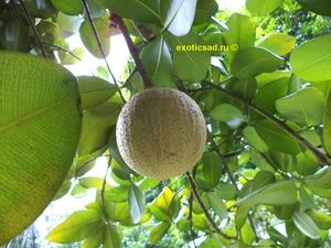 ���� ������ ������������