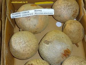 ����� ������ ������������