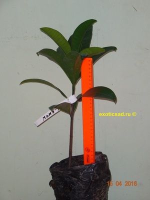 ������� ������ ������������