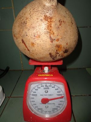 ��� ����� ������ ������������