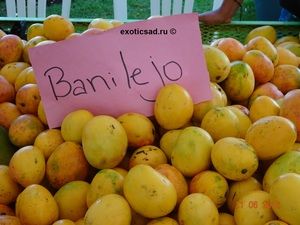 ���� ����� ����� ��������