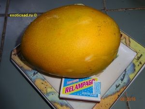 ���� ����� ����� �����