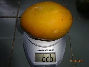 ���� ����� ����� ����� - ��� �����