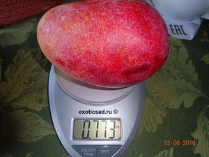 ���� ����� ����� ���������� - ��� �����