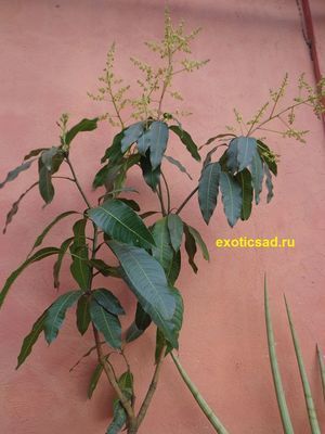 �������� ������ ��������� ��������