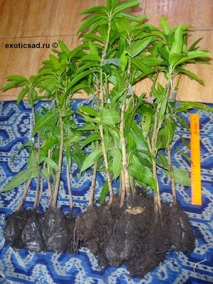 ������� �����