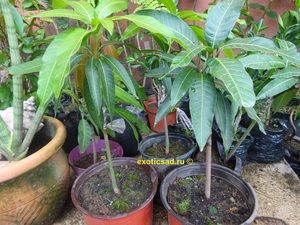 ����� �������� �����