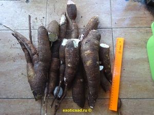 ������ - ������