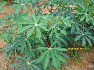 ���� �������