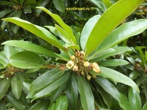 �������� ���������