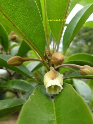 ������ ���������