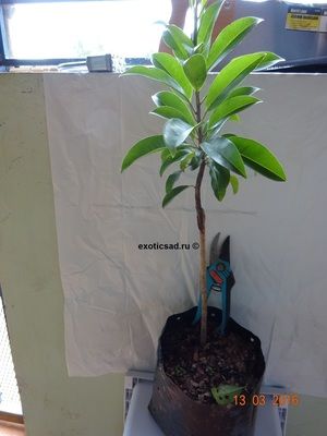 ������� ���������