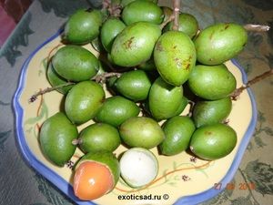 ����� �������� ����������