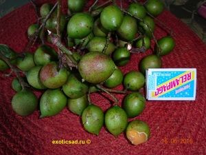 ����� ������� ����������