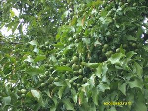 ���������� - ������������ ������