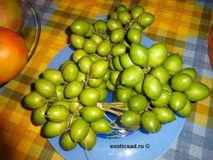 ����� ����������